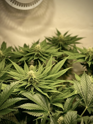 Growreport Bild 12