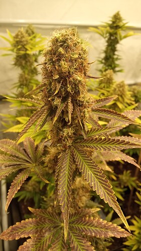 Growreport Bild 12