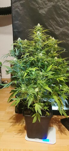 Growreport Bild 7