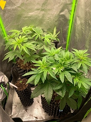 Growreport Bild 2