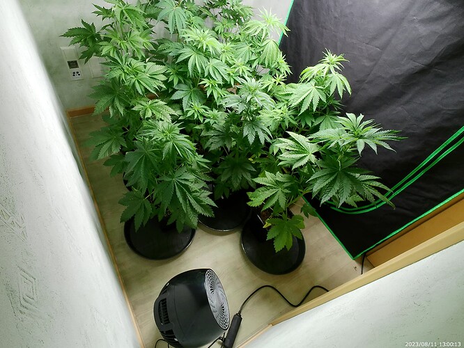 Growreport Bild 27