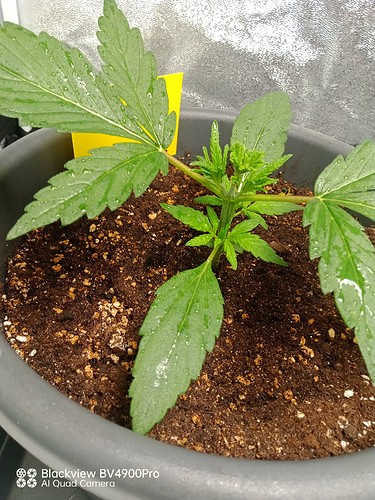 Growreport Bild 5