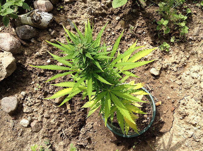 Growreport Bild 1