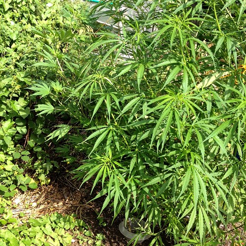 Growreport Bild 28
