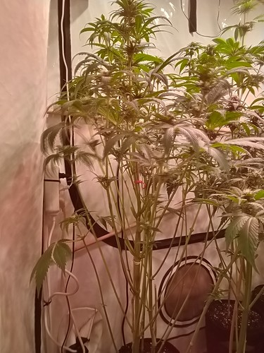 Growreport Bild 66