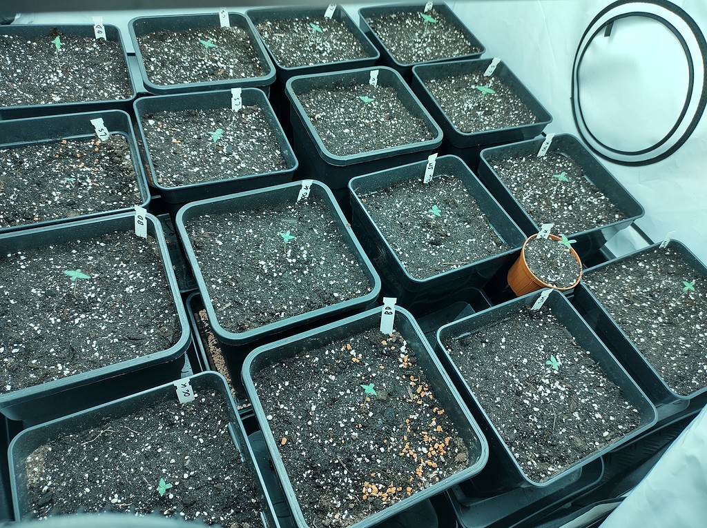 Automix 4 Sorten auf 120x120 Growreports Forum