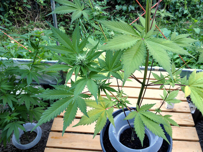 Growreport Bild 14