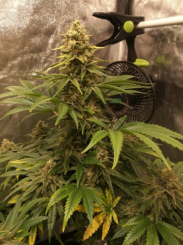 Growreport Bild 10