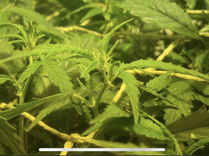 Growreport Bild 7