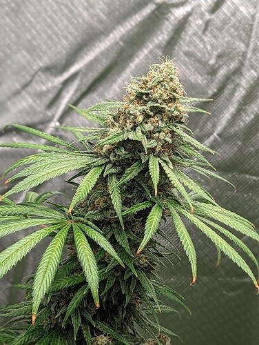 Growreport Bild 17