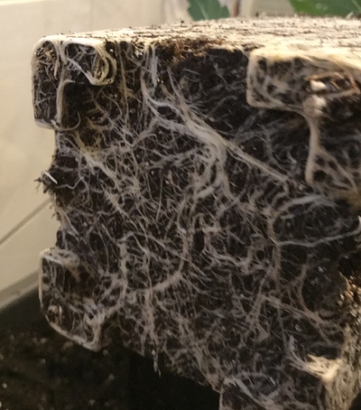 Growreport Bild 15