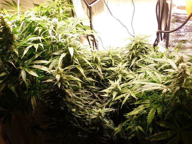 Growreport Bild 3