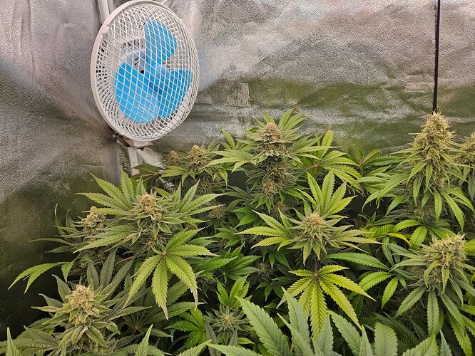 Growreport Bild 33