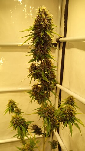 Growreport Bild 1