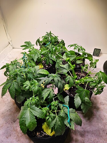 Growreport Bild 3