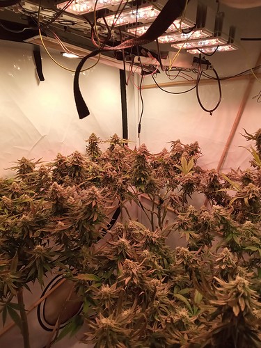 Growreport Bild 33