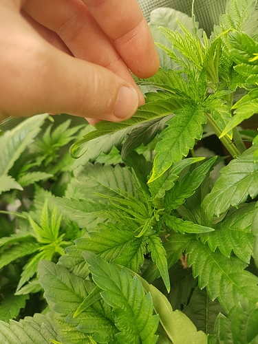 Growreport Bild 4
