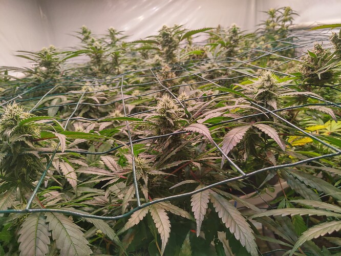Growreport Bild 7