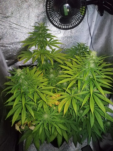 Growreport Bild 1