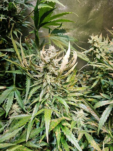 Growreport Bild 9