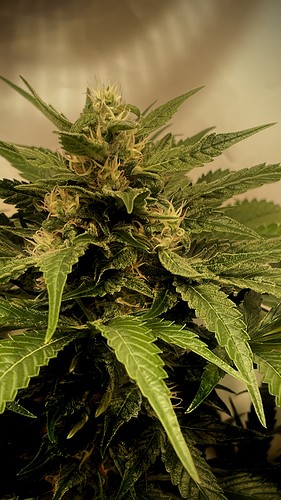 Growreport Bild 26