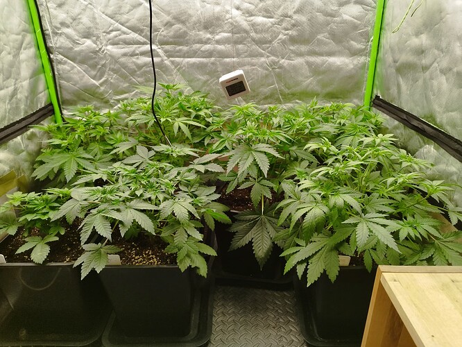 Growreport Bild 6