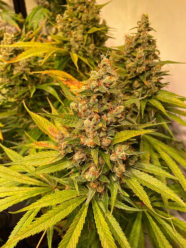 Growreport Bild 3