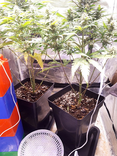 Growreport Bild 3
