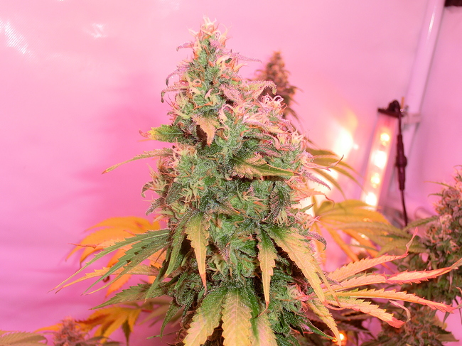 Growreport Bild 12