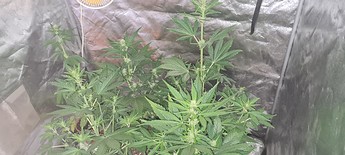 Growreport Bild 18