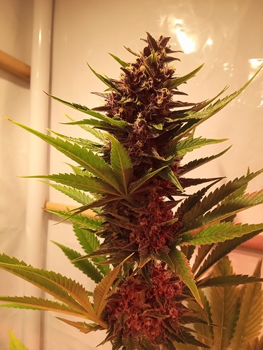 Growreport Bild 13