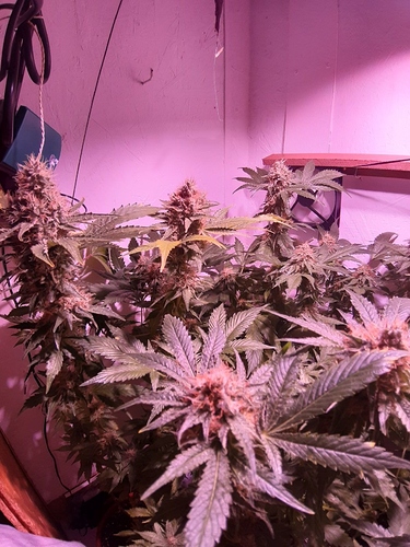Growreport Bild 2