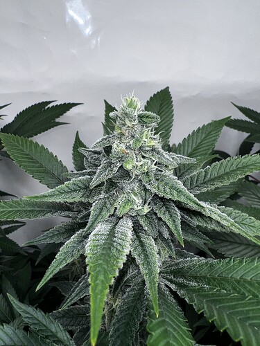 Growreport Bild 4