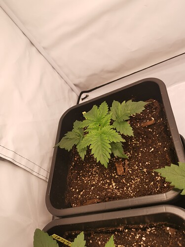 Growreport Bild 6