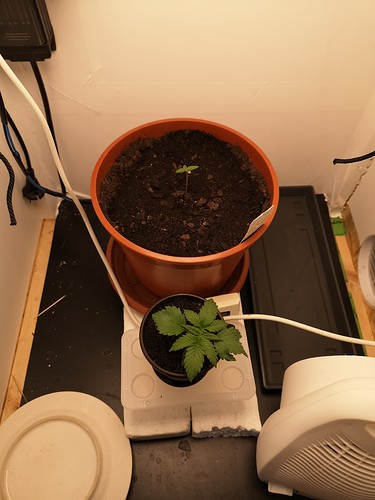 Growreport Bild 1