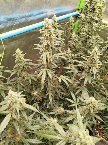 Growreport Bild 3