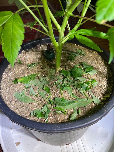 Growreport Bild 3