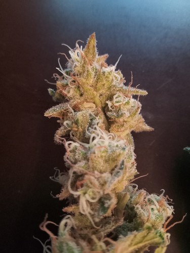 Growreport Bild 22
