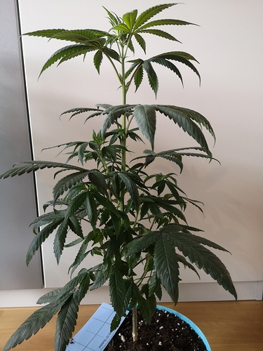 Growreport Bild 7