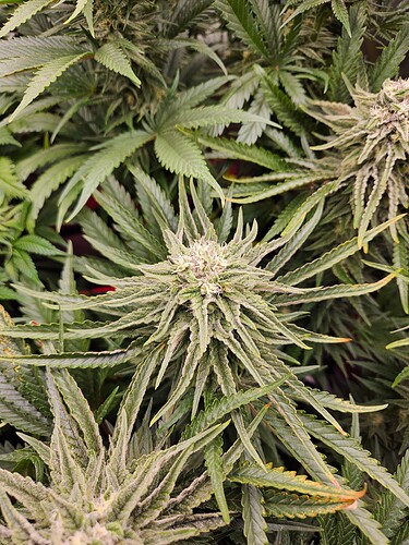 Growreport Bild 36