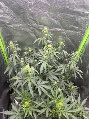 Growreport Bild 38