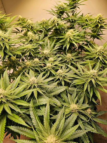 Growreport Bild 8
