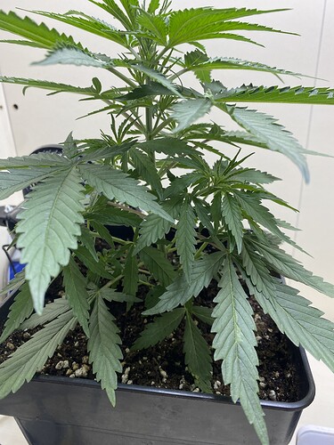 Growreport Bild 6