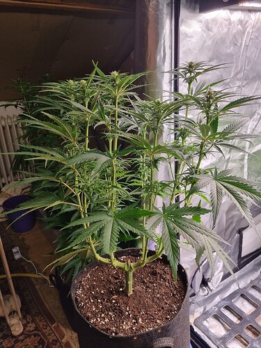 Growreport Bild 64
