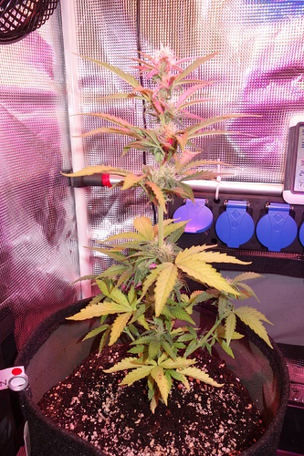 Growreport Bild 37