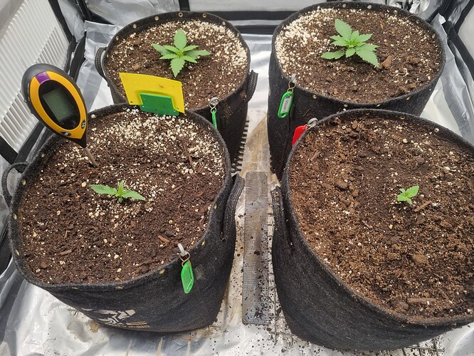 Growreport Bild 36