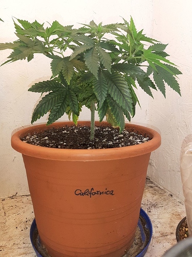 Growreport Bild 1