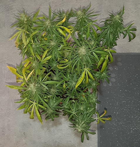 Growreport Bild 2