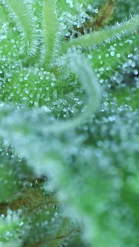 Growreport Bild 10
