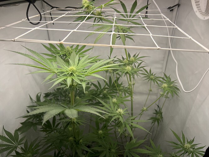 Growreport Bild 2